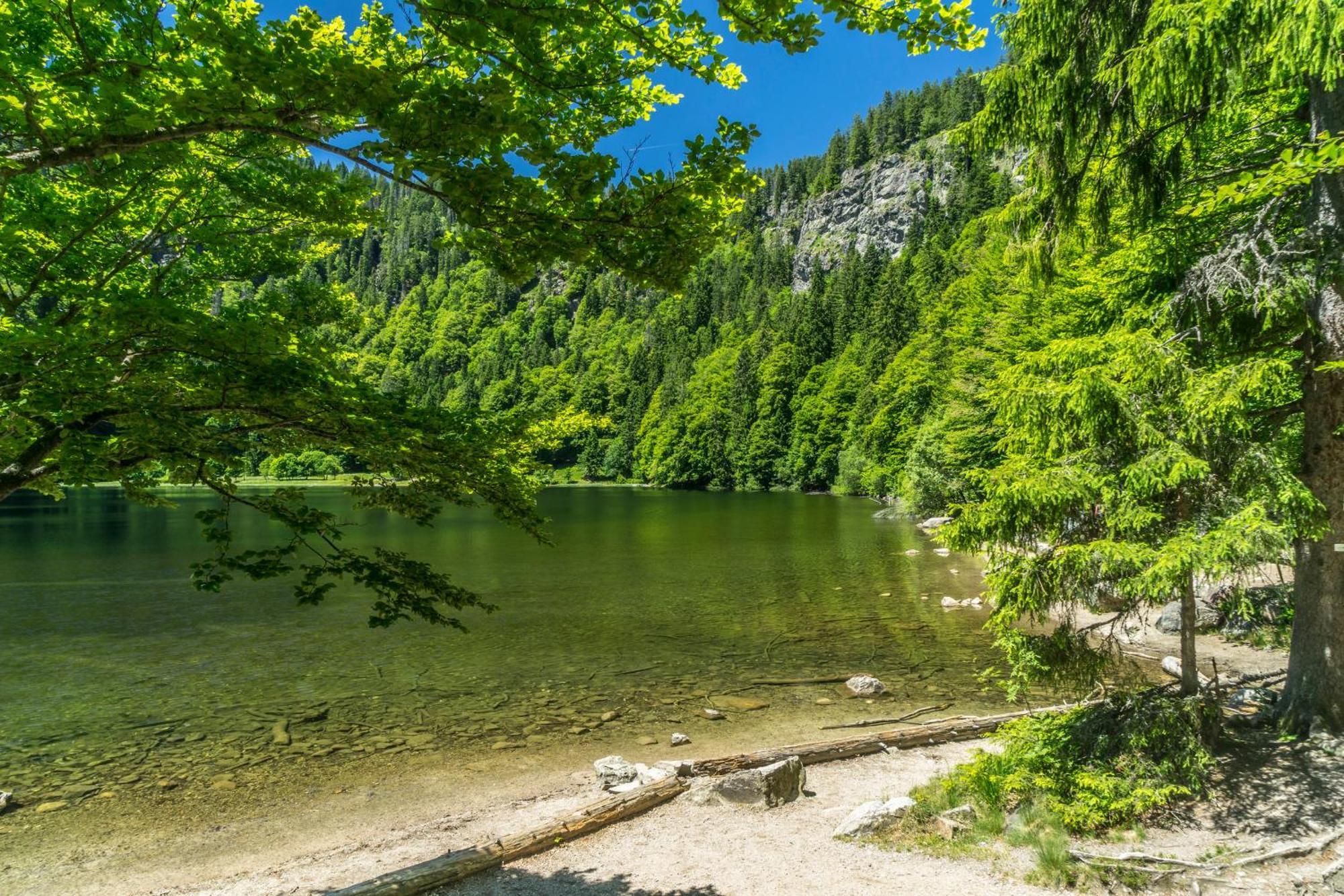 Fewo Schwarzwaldstern 2, Todtnau, 4 Schlafzimmer Εξωτερικό φωτογραφία